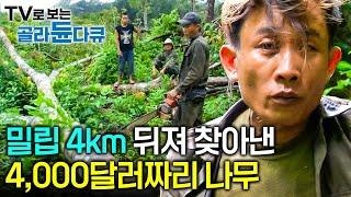 34km 이상을 뒤져서야 겨우 찾아볼 수 있는 한 그루에 무려 4000달러 이상을 호가하는 나무ㅣ라오수산 원목을 찾아내기 위한 밀림 속 일주일간의 노숙ㅣ극한직업ㅣ#골라듄다큐