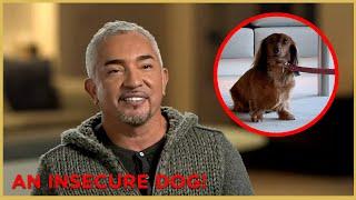 Helping Jerry Seinfelds Insecure Dog  Cesar 911