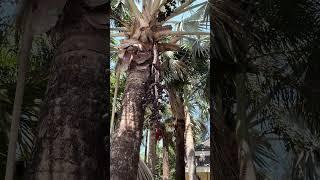 Пальма Бисмарка с семенами в природе