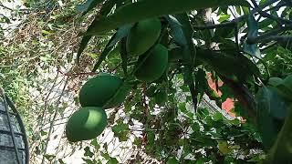 mango farming in small place with drum in kerala