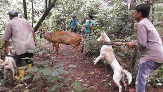 BERBURU DI HUTAN PINUS SUMATRA  MEMBUAT PENGHUNI NYA BERHANBURAN KELUAR SARANGNYA