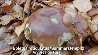 Cogumelos Xerocomus badiusBoletus reticulatusSommersteinpilz 2020