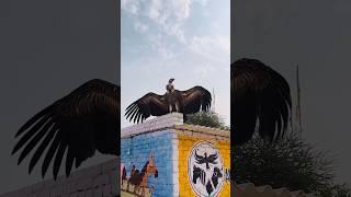 Vulture resque karliya ‍