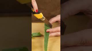 Grow roses using aloe vera