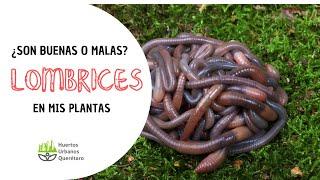 LOMBRICES en mis MACETAS ¿es bueno o malo ? 🪱 Lombrices en PLANTAS 