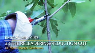Basic Pruning Cuts 3 Releadering or Reduction Cut