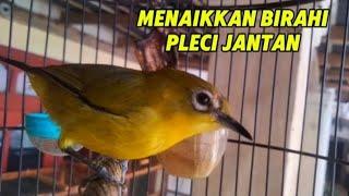 Menaikkan birahi pleci jantan suara pleci betina birahi manggil jantan