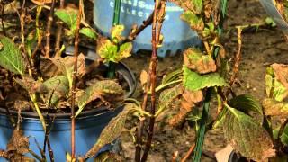 Dont prune hydrangea buds during winter