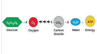 aerobic-oxygen ASL