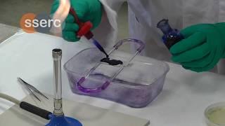 Micro Technique 11 E coli smear