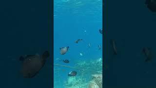 GILI T -  AMAZING BEST SNORKELING - Gili Trawangan Lombok Indonesia Travel 2023 SHORT