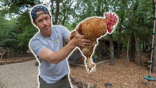 Backyard Rooster Catch Clean & Cook  NOT WHAT I EXPECTED