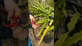 Time to Prune #pitahaya #dragonfruit #dragonfruitfarming #gardening #cactus #hylocereus