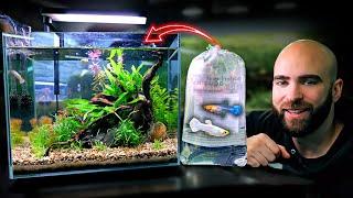 Making An EXOTIC GUPPY Nano Tank SNOW WHITE GUPPYS