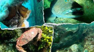 Snorkeling Tsawwassen Under The Ferries #vancouver #britishcolumbia