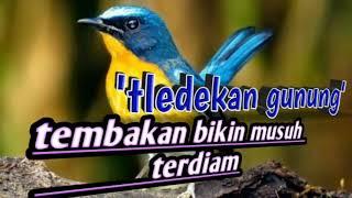 burung tledekan gunung gacor