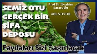 SEMİZ OTU TAM BİR ŞİFA DEPOSUDUR. İLK DEFA DUYACAĞINIZ FAYDALARI. #semizotu #ibrahimsaraçoğlu #