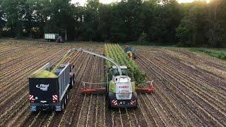 Maishäcksel Jagd auf Sauen Ernte  Lange Stunden - Jagdkrone