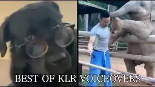 Best Animal Voiceovers 2023