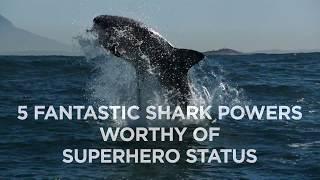 5 Fantastic Shark Powers