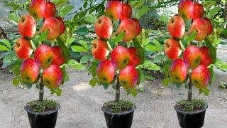 How To Growing Apples Fruit To Apples Trees Using Eggs and Aloe Vera How To Grow Apples Trees