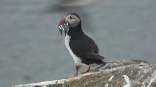 Serenity Farne Islands Boat Tour 30th June 2024