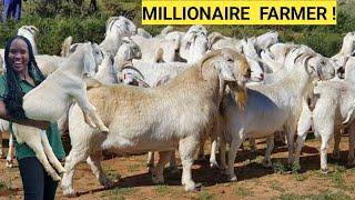 How To Make PROFITS In Exotic Goats Farm Business  Market Farm Routine