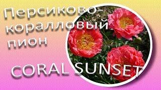 Коралловый пион CORAL SUNSET  Сад Ворошиловой