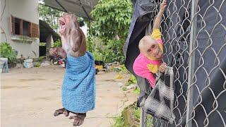 Super funny Monkey Su naughty stole Kukus clothes because was prevented bathe