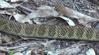 Tiger Snake or Leopard Snake?