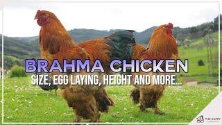 Brahma Chicken  Size Egg Laying Height and More…