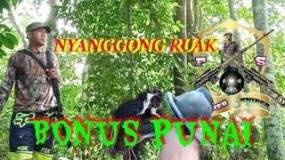 nyanggong ruak2 bonus punai kesasar  dan apa yang terjadi