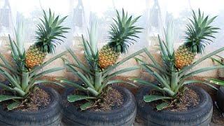 Amazing Idea  I didnt expect it to be so easy to grow pineapple on the terrace