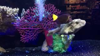 Purple Tang Cleaning Puffer