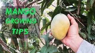 The Secret To Growing Mango  Growing Tips