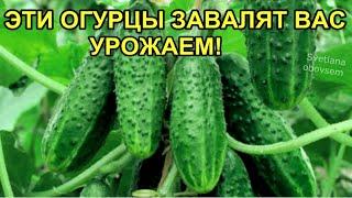 ЭТИ ЛУЧШИЕ СОРТА  ПУЧКОВЫХ ОГУРЦОВ ЗАВАЛЯТ ВАС ОГРОМНЫМ УРОЖАЕМ.СОРТА ДЛЯ ОТКРЫТОГО ГРУНТА И ТЕПЛИЦ.