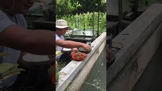 Ritual sebelum memberi makan ikan nila