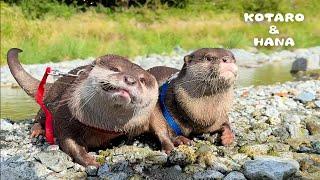 Otters UNLEASHED River Swimming Extravaganza