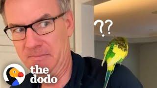 Tropical Bird Walks Into Familys House  The Dodo