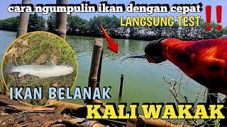 SATU CARA PALING AMPUH AGAR IKAN BELANAK CEPAT MENDEKAT  LANGSUNG TEST‼️