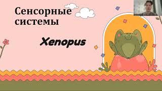 Нейробиология поведения лягушка Xenopus сенсорные системы