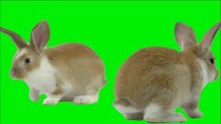 Green Screen Rabbit free