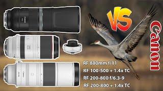Canon 200-800 Vs 800 f11 Vs 100-500 +1.4x TC Birds In Flight with Canon EOS R6 Mark II + BONUS