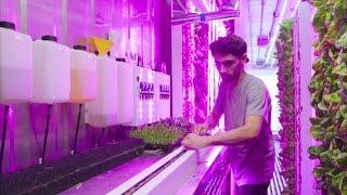 NYC startup takes on urban farming  Curbed Makers