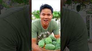 Bitter Gourd Harvest