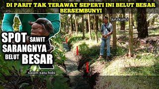 MANCING BELUT SPOT BELAKANG RUMAH DAN KEBUN SAWIT DI SINI BELUT BESAR MASIH BANYAK