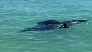 Giant manta ray floats by police patrol boat