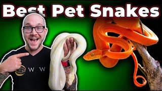 The BEST Pet Snakes at EVERY Size