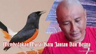 Membedakan Burung Murai Jantan Dan Betina