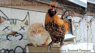 Siberian Cats Solnyshko and Pavlovskiy Rooster  Кот и Петух